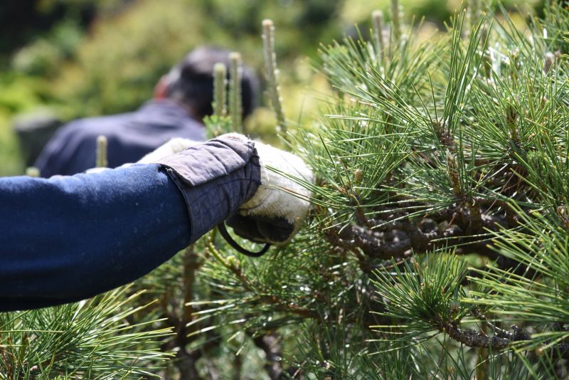 Juniper Pruning
