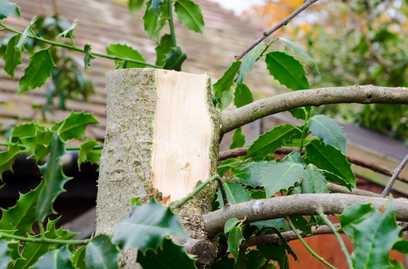 Laurel Hedge Removal