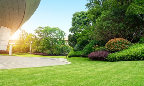Commercial Shrub Trimming in Charlottesville