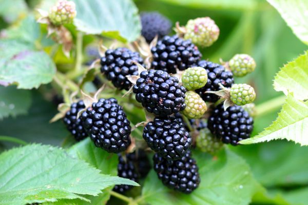 Blackberry Bush Removal in Charlottesville
