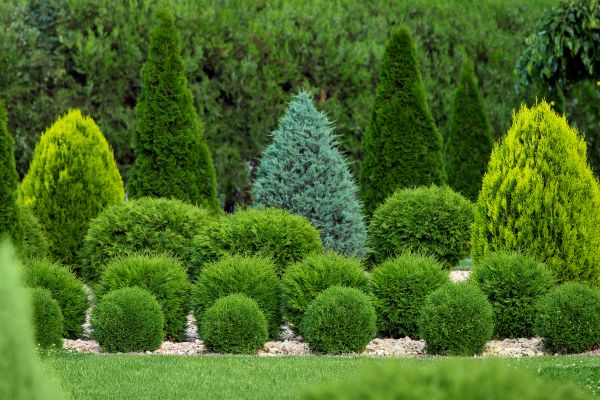 Cost of Bush Shaping Service in Charlottesville