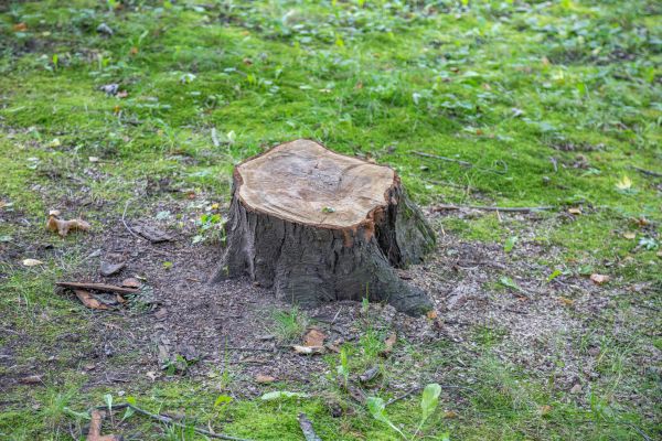 Bush Stump Removal in Charlottesville