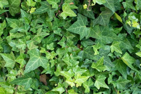 English Ivy Removal in Charlottesville