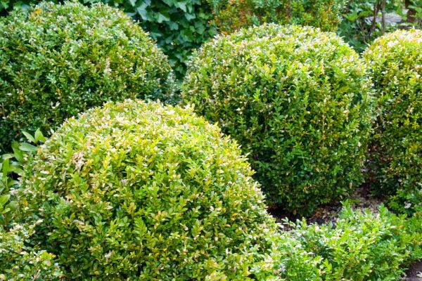 Landscape Trimming Service in Charlottesville