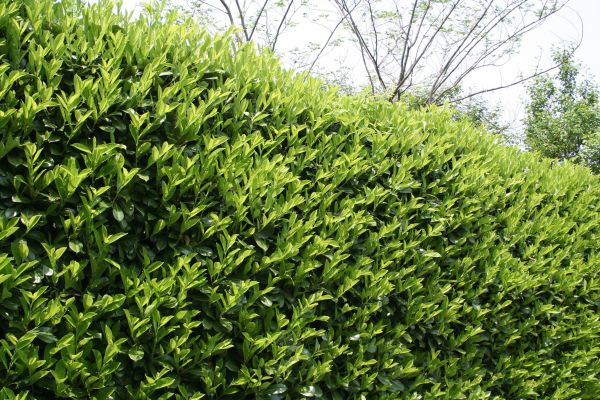 Laurel Removal in Charlottesville