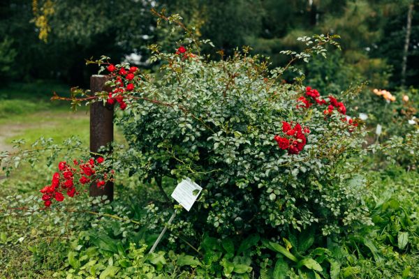 Rose Bush Removal in Charlottesville