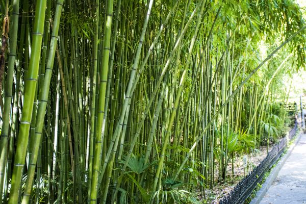 Bamboo Root Removal in Charlottesville