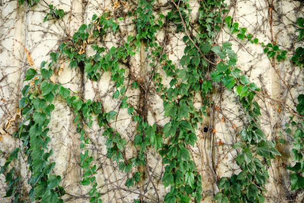 Vine Removal Service in Charlottesville