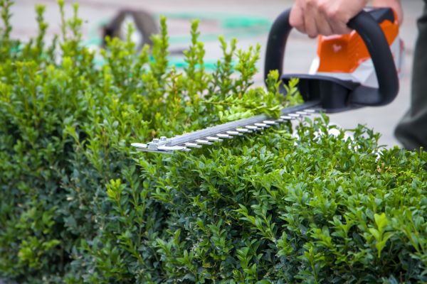 Hedge Shearing in Charlottesville