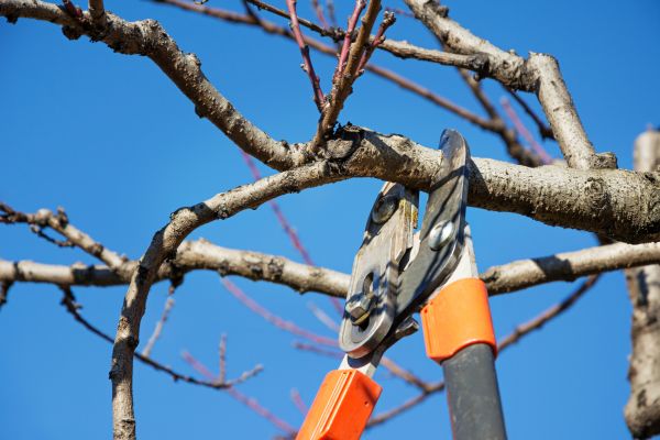 Selective Pruning in Charlottesville
