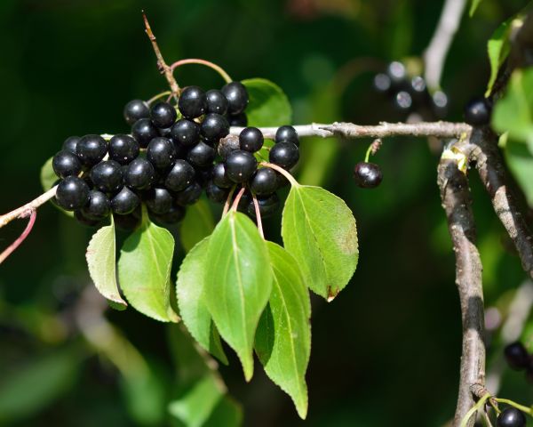 Buckthorn Removal in Charlottesville