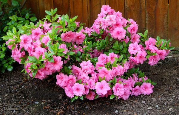 Cost of Azaleas Removal in Charlottesville