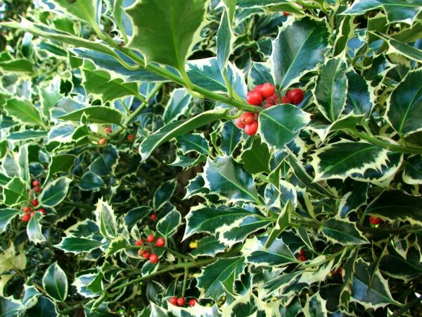 Holly Bushes Trimming in Charlottesville