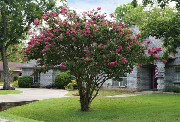 Crepe Myrtle Trimming in Charlottesville