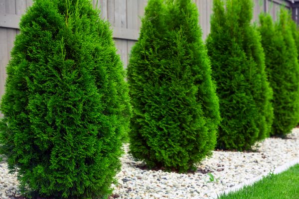 Arborvitae Removal in Charlottesville