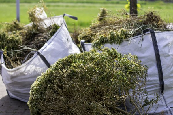 Shrubs Removal in Charlottesville