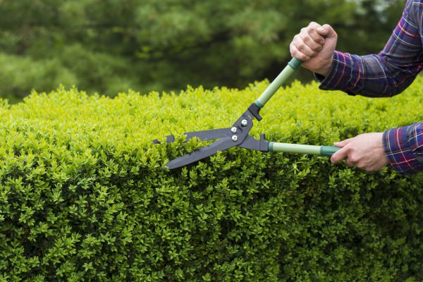 Evergreen Shrub Pruning in Charlottesville