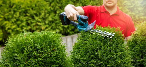 Cost of Hedge Shaping Service in Charlottesville