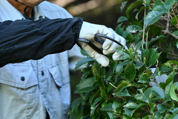 Holly Pruning in Charlottesville