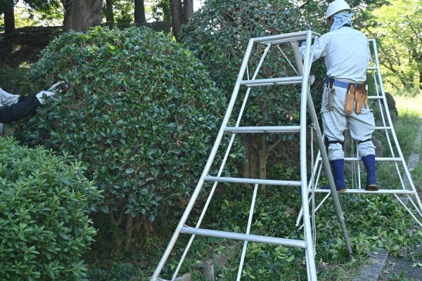 Cost of Holly Shaping in Charlottesville