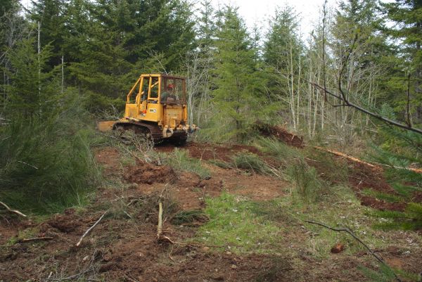 Cost of Shrubbery Clearing in Charlottesville