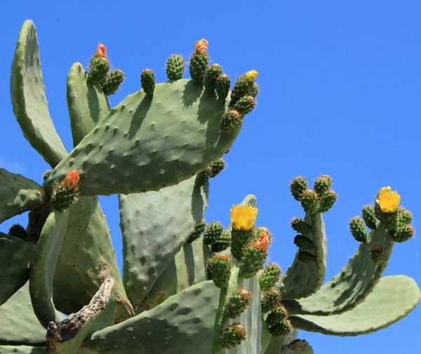Cactus Removal in Charlottesville