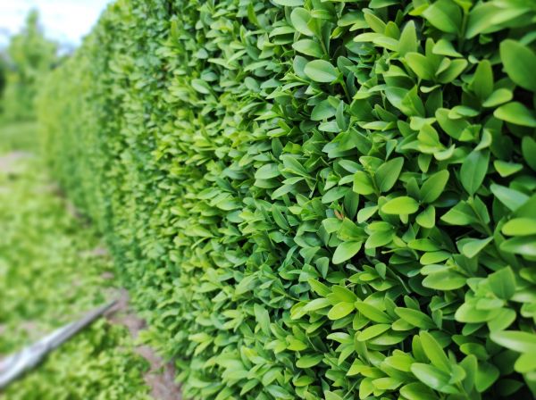 Boxwood Pruning in Charlottesville