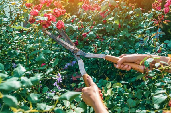 Knockout Roses Pruning in Charlottesville