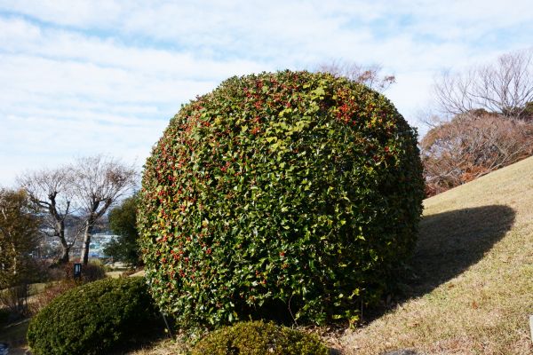Holly Shrub Pruning in Charlottesville
