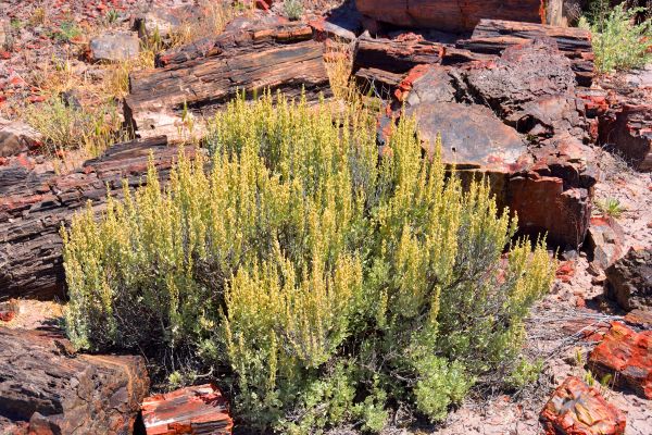 Sagebrush Removal in Charlottesville