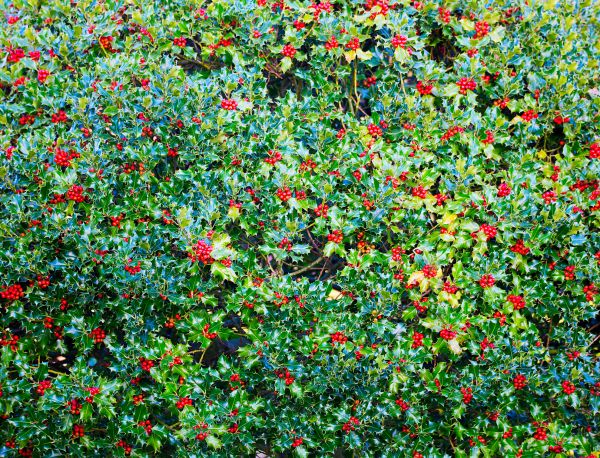 Holly Bush Removal in Charlottesville