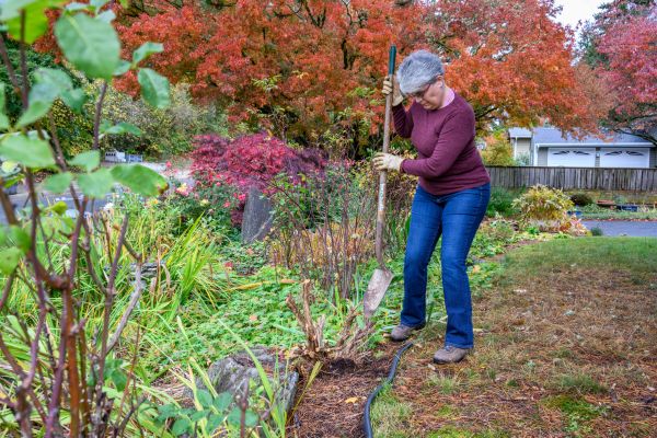 Dead Bush Removal in Charlottesville