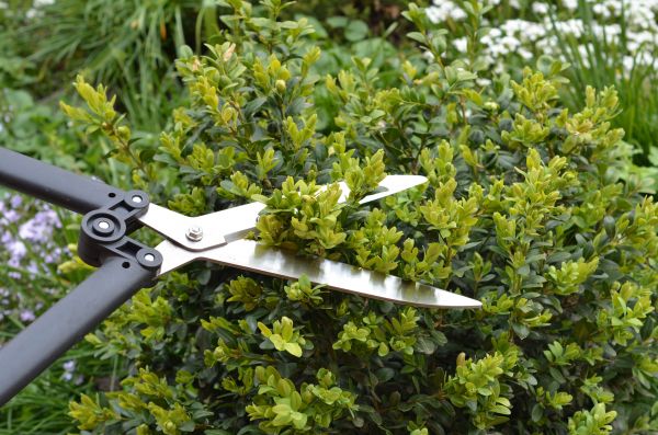 Boxwood Trimming in Charlottesville