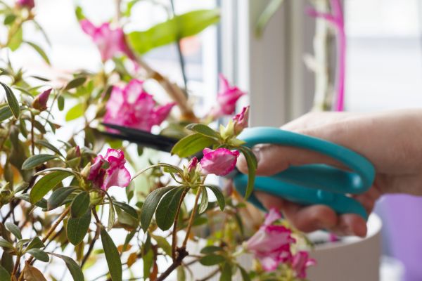 Azalea Pruning in Charlottesville