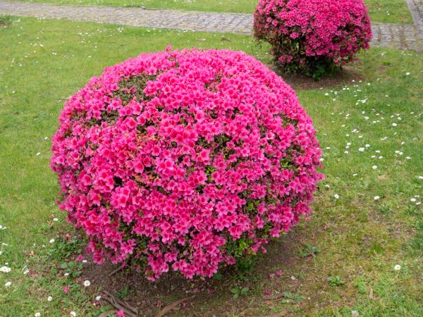 Rhododendron Pruning in Charlottesville