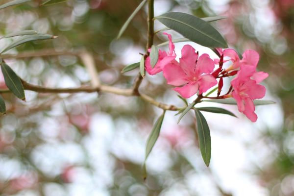 Oleander Removal in Charlottesville