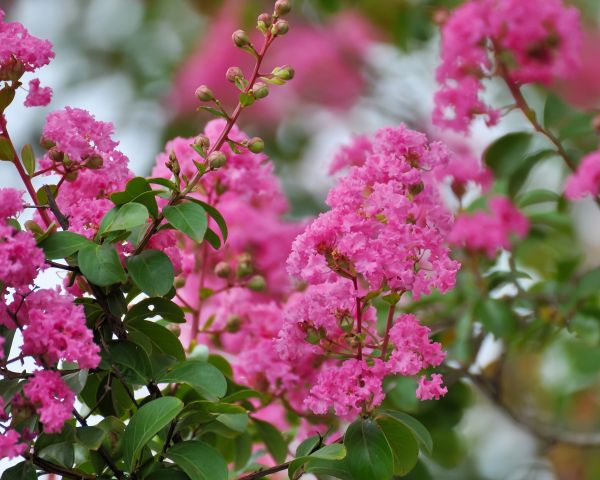 Crepe Myrtle Removal in Charlottesville