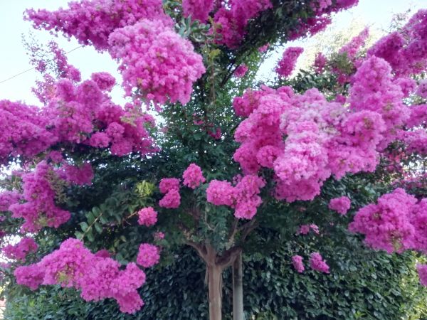 Crape Myrtle Pruning in Charlottesville