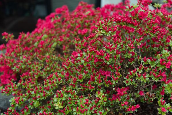 Cost of Weigela Removal Service in Charlottesville