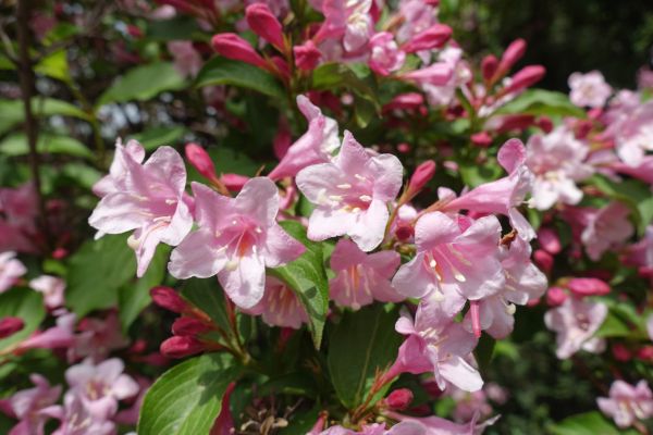 Cost of Weigela Pruning Service in Charlottesville