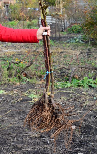 Shrub Root Removal in Charlottesville