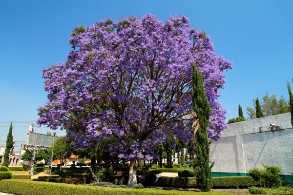 Jacaranda Pruning in Charlottesville