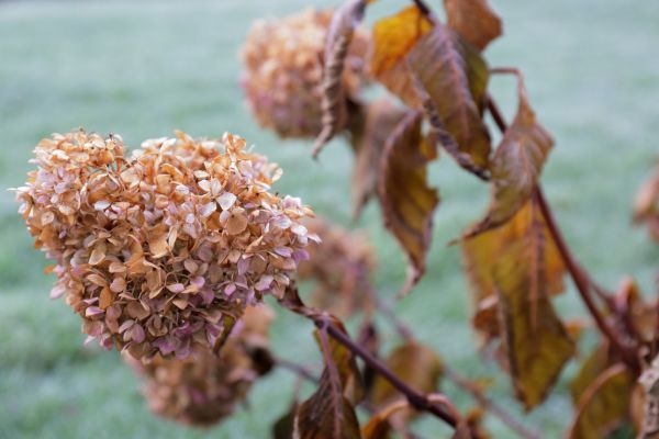 Hydrangea Removal in Charlottesville
