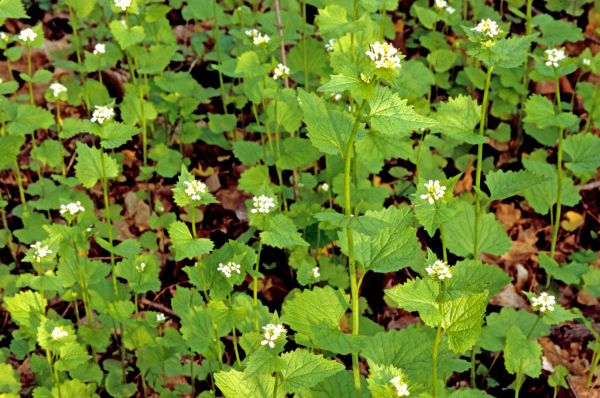 Garlic Mustard Removal in Charlottesville