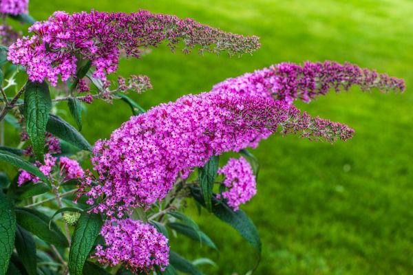 Butterfly Bush Removal in Charlottesville