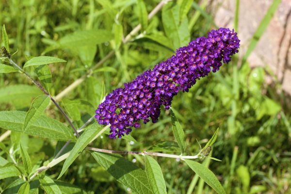 Butterfly Bush Pruning in Charlottesville
