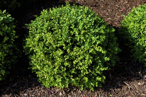 Boxwood Removal in Charlottesville