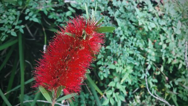 Bottlebrush Pruning in Charlottesville