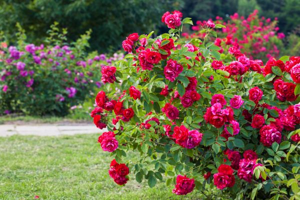 Shrub Trimming in Charlottesville