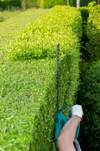 Hedge Trimming in Charlottesville
